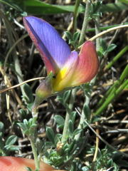 Lotononis azureoides