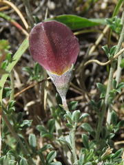 Lotononis azureoides