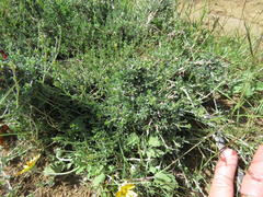 Lotononis azureoides