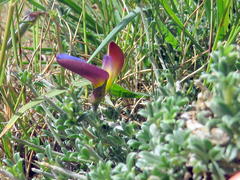 Lotononis azureoides
