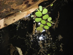 Salvinia minima