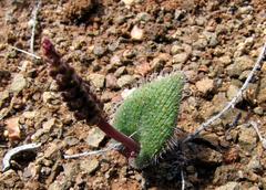 Lachenalia comptonii