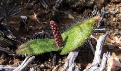 Lachenalia comptonii