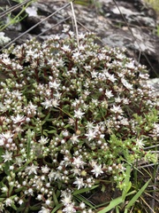 Sedum jaliscanum