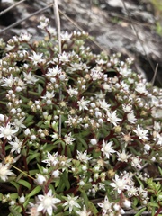 Sedum jaliscanum
