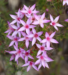 Calytrix glutinosa