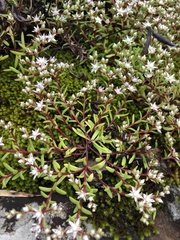 Sedum jaliscanum