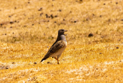 Thinocorus orbignyianus