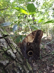 Caligo telamonius memnon