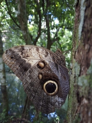 Caligo telamonius memnon