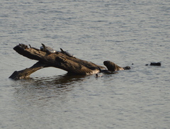 Apalone mutica mutica