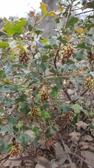 Grevillea dryophylla