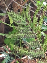 Christella acuminata