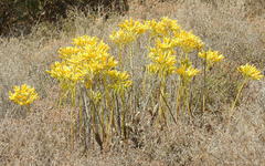 Tylecodon cacalioides