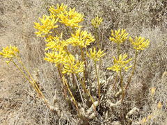 Tylecodon cacalioides