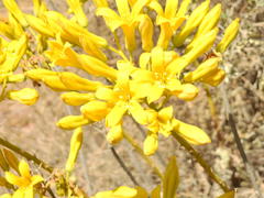 Tylecodon cacalioides