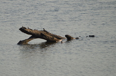 Apalone mutica mutica