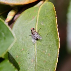 Pygophora apicalis