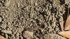 Melanoplus cinereus