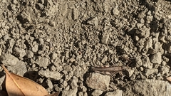 Melanoplus cinereus