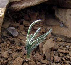 Ornithogalum adseptentrionesvergentulum