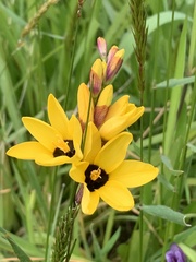 Ixia fuscocitrina
