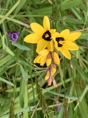 Ixia fuscocitrina