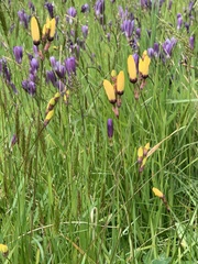 Ixia fuscocitrina