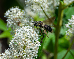 Andrena crataegi