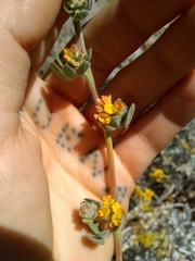 Acmispon heermannii