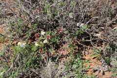 Indigofera alternans