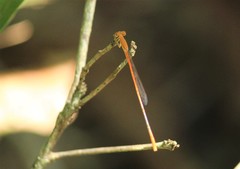 Leptobasis