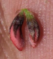 Indigofera alternans