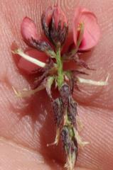 Indigofera alternans