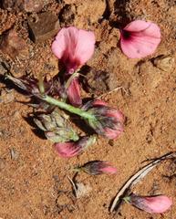 Indigofera alternans