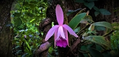 Cattleya intermedia