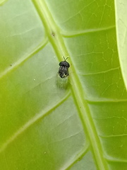 Oplodontha rubrithorax