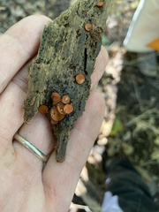 Scutellinia vitreola