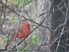 Cardinalis cardinalis