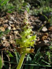 Lachenalia lutea