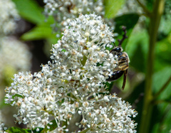 Andrena crataegi