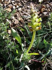 Lachenalia lutea