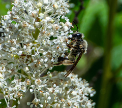 Andrena crataegi