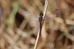 Erythrodiplax basifusca