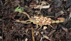 Centruroides elegans