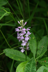 Dactylorhiza urvilleana