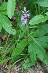 Dactylorhiza urvilleana