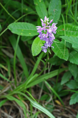 Dactylorhiza urvilleana