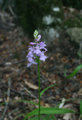 Dactylorhiza urvilleana