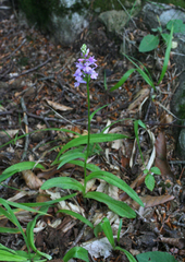 Dactylorhiza urvilleana